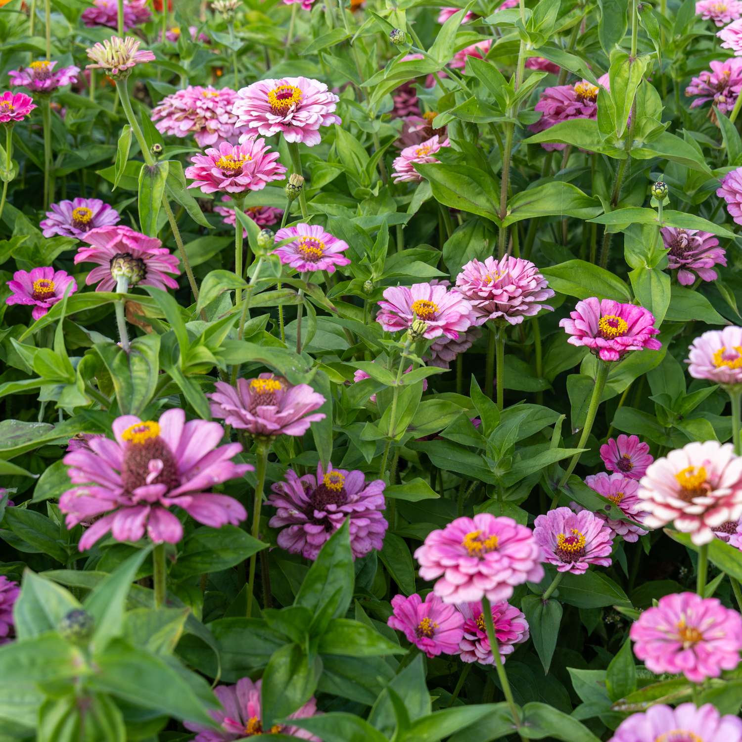 Zinnia 'Benary's Giant Bright Pink' (siemen)
